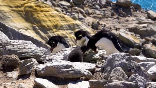 Rockhopper Penguins Feeding Chick on Rocky Coastline
