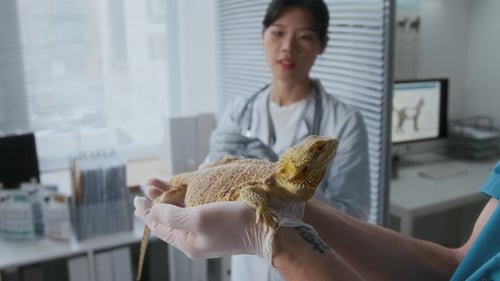 Vet Doctor Making Injection or Vaccinating Exotic Pet in Clinical Office