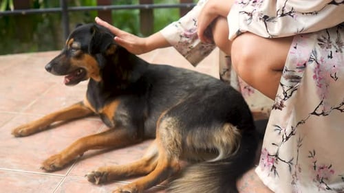 Woman Hand Petting a Dog