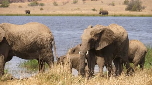 Afrikanische Elefantenherde am Ufer eines Flusses in Südafrika