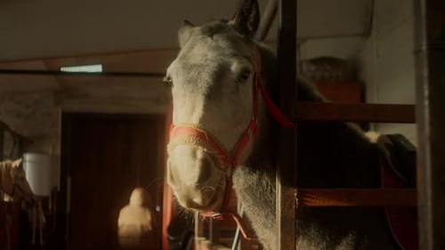 Horse Standing in Stable with Wooden Structures During Late Afternoon Light in a Quiet Barn Setting