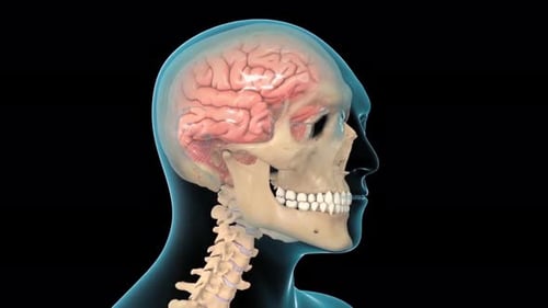 3D Animated Human Head Anatomy with Visible Brain and Skull