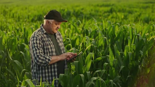 Farmworker Checking Maize Plants In Field Agribusiness And Farming Farmer Using Electronic Tablet