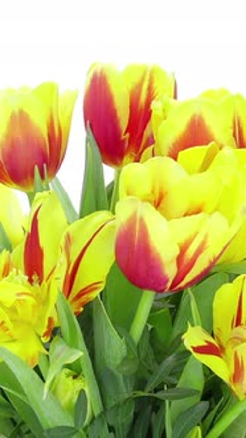 Blooming Tulips Time Lapse Close Up