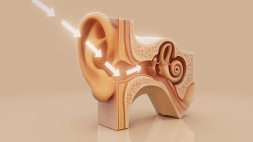 Human Ear Anatomy 3D Model with Sound Wave Animation