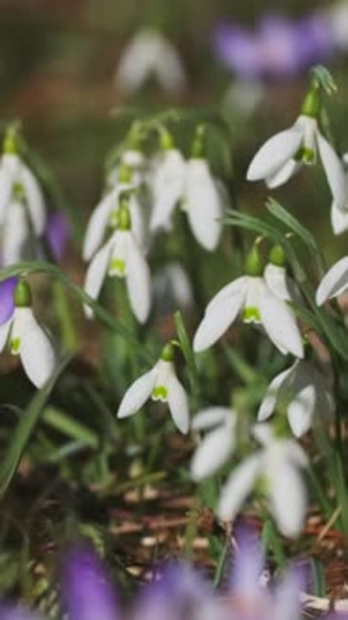 Snowdrop Flowers and Purple Flowers Blooming in Spring
