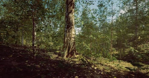 Discovering Tranquility in a Sunlit Forest Filled with Lush Greenery