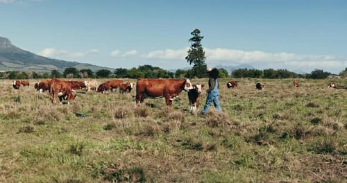 Cattle, farmer and walking to cows in field, countryside and working land in sustainable