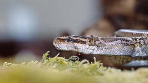 Close-up shot of a snake resting on moss with intense focus on its intricate scales