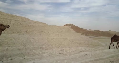Camels Herd in the desert