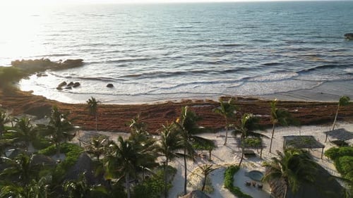 Crise des algues sargasses alors que les plages du Mexique sont confrontées à l'invasion de l'herbe du Golfe