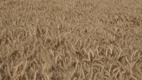 Wheat