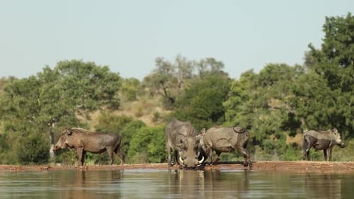 A group of warthogs drinking and standing at a waterhole.