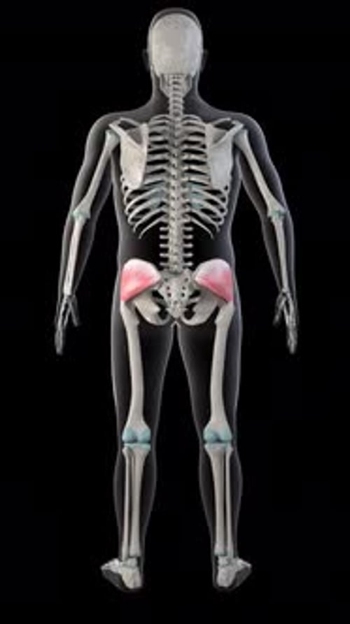 Rotating 3D Human Skeleton with Highlighted Gluteus Medius Muscle