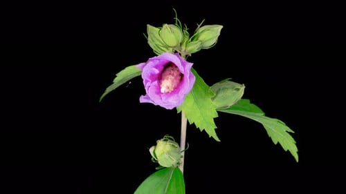 Time-lapse of a pink flower blooming on black
