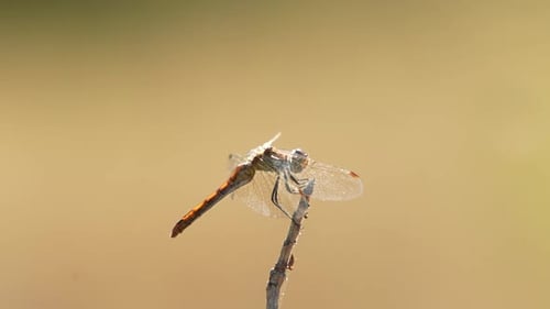 An Extreme Closeup Shot of a Greybrown Dragonfly