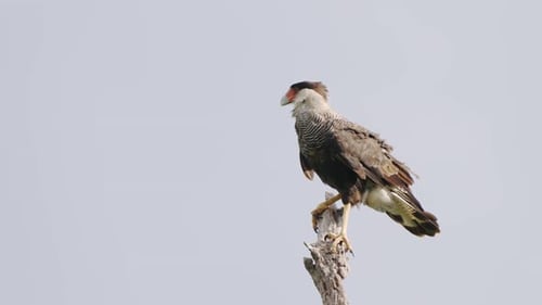 Caracara mit Haube (Caracara Plancus) Steht dominierend auf einem Ast