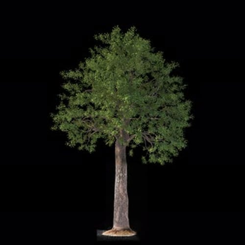 Tree Loop With Alpha Channel