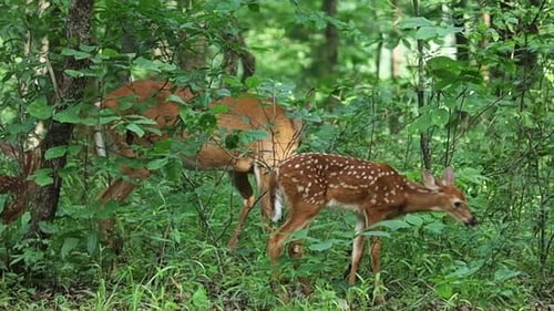A Fawn And Mother Deer Graze In The Forest Together