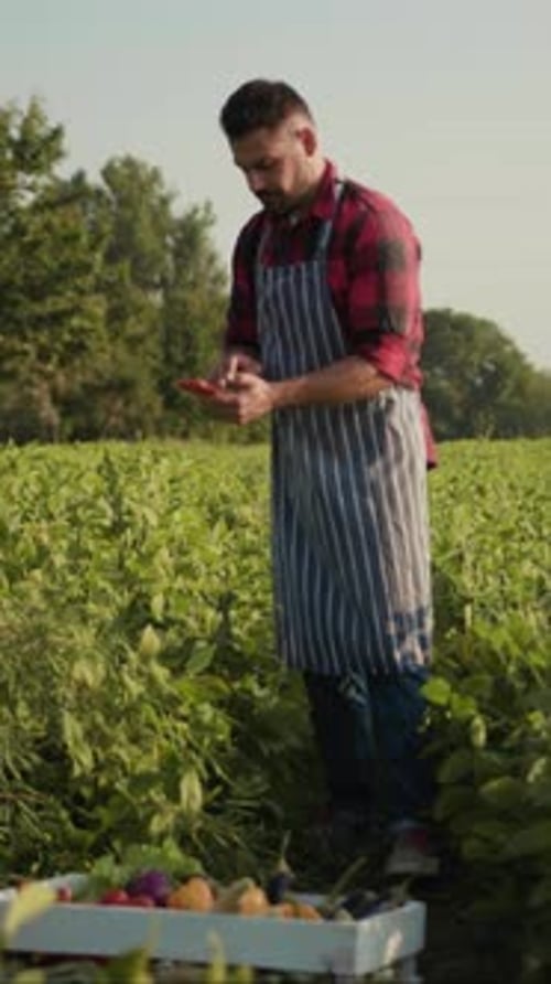 A Man Diligently Harvesting Fresh and Vibrant Vegetables in a Lush Green Field Today