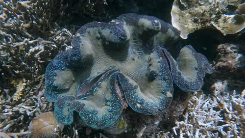 Vibrant Giant Clam