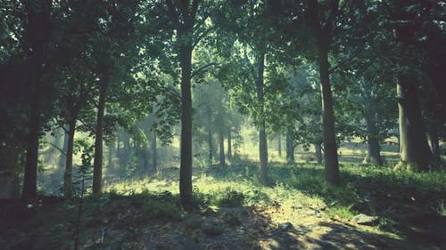 A Dense Forest with Lush Green Trees and Grass