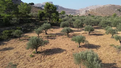 Olive Trees 164