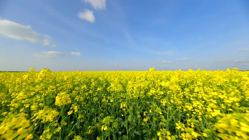 Smooth Flight Over Beautiful Yellow Flowering Meadow in Summer