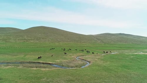Luftaufnahme einer Pferdeherde, die auf der endlosen grünen Wiese weidet