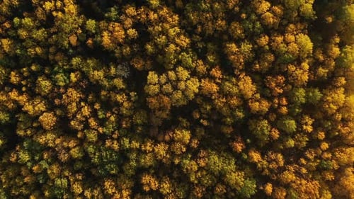 Autumn Forest Aerial Top View From Drone