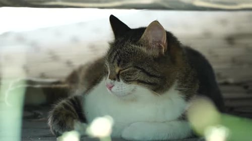Close Up Portrait of a White Striped Domestic Cat Sleeping in Shadow Under Car on Hot Summer Day