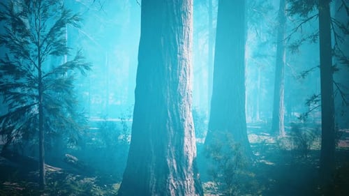 Giant Sequoias in the Giant Forest Grove in the Sequoia National Park