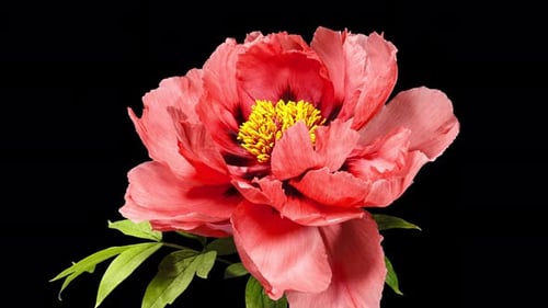 Red Flower of Tree Peony Blooming in Time Lapse Close up on a Black Background with Alpha Matte