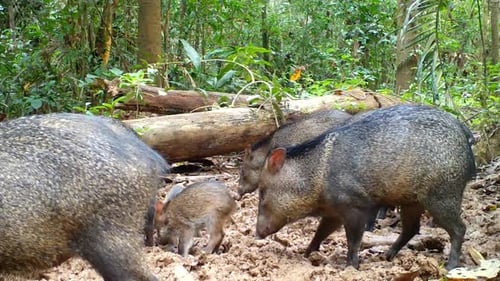 Familia Peccary con collar. animales salvajes amazónicos. Cerdos salvajes