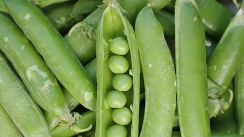Opened Pea Pod with Green Peas inside, top view rotating close-up. Pile of peas.