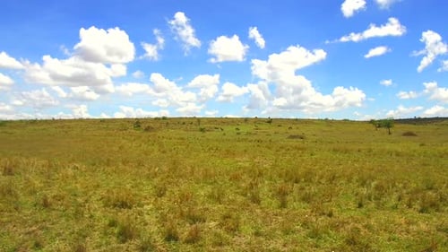 Maasai Mara Grazing Animals in Kenya