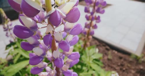 Blooming Lupine Flower in the Garden Closeup