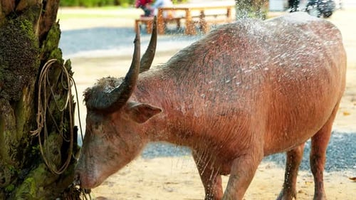 Large water buffalo enjoys a refreshing shower being washed on a hot day at a farm in Thailand