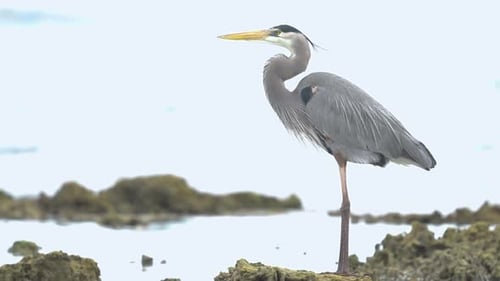 Elegant Heron Standing on Rocky Shoreline