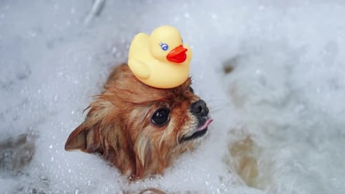 Small Dog Taking Bubble Bath with Duck Toy