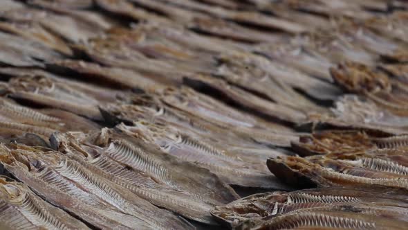 Dried fish for drying in coastal village. It is preserving fish with ...