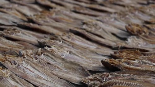 Dried fish for drying in coastal village. It is preserving fish with salt for cooking food, Congo.
