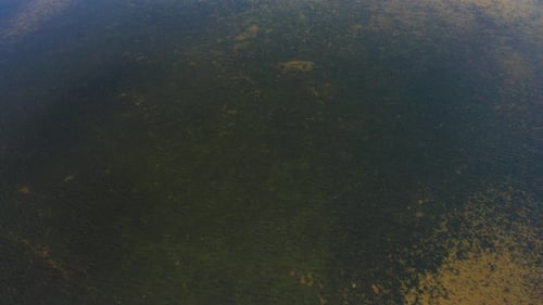 Close-up of Algae and Vegetation in Clear Water Body