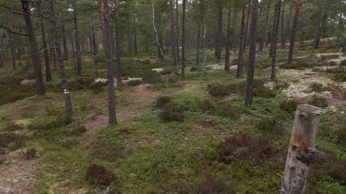 Drone shot inside a forest flying backwards thru a forest