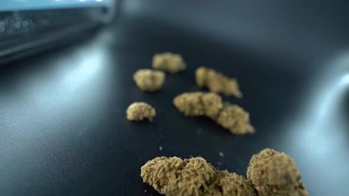 A close up detailed crane flying shot of a cannabis plant, marijuana flower hybrid strains, Indica a