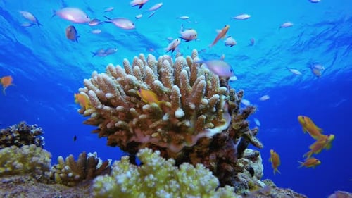 Colourful Fish and Hard Coral