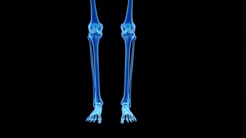 Detaillierte menschliche Bein- und Fußknochen, die die Anatomie und Struktur des Skelettsystems zeigen