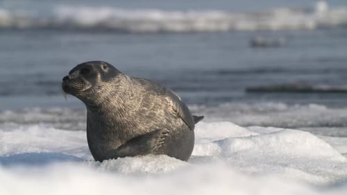 Alone Seal Looking Around on Shimmering Floating Ice Block on Baikal Lake in Siberia