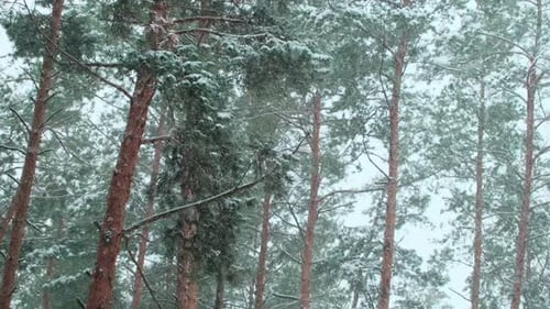 Snowfall in a winter spruce forest. Snowflakes slowly flying in air at cold winter day