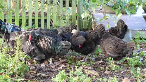 33. Chickens on a rural farm. Agriculture. Poultry breeding. Breeding chickens.